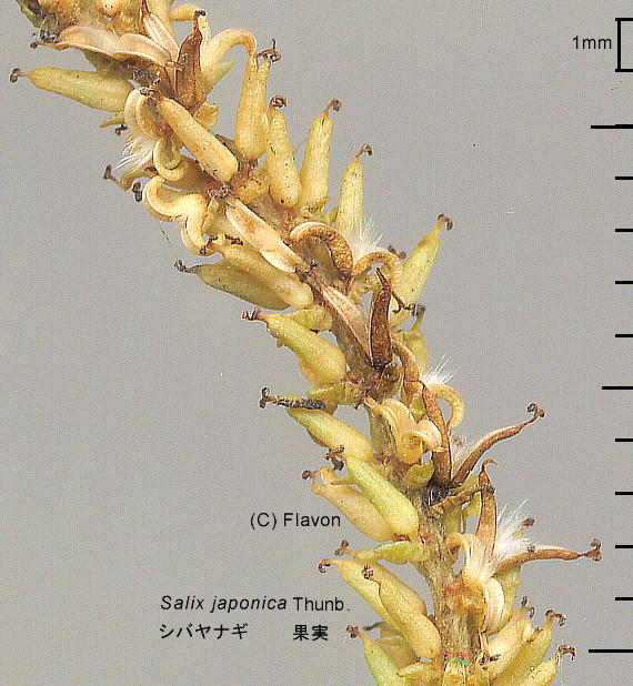 Salix japonica Thunb. VoiM ʎ