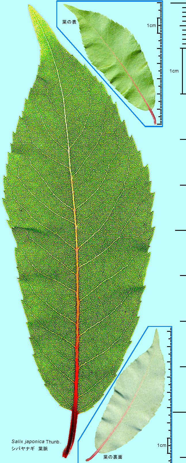 Salix japonica Thunb. VoiM t