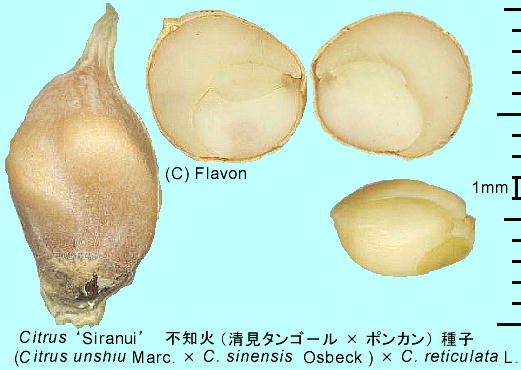 Citrus 'Siranui' sm (ʂ) q