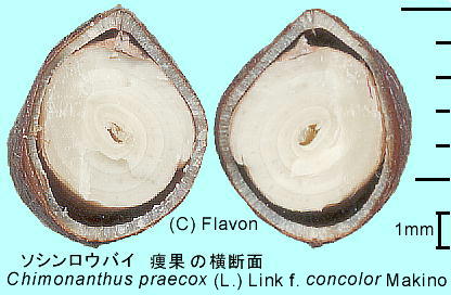 Chimonanthus praecox (L.) Link f. concolor Makino \VEoC ʁEq