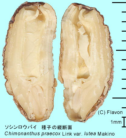 Chimonanthus praecox (L.) Link f. concolor (Makino) Makino \VEoC ʁEq