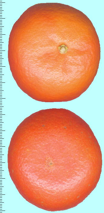 Citrus tankan (fruits) ^J ʎ