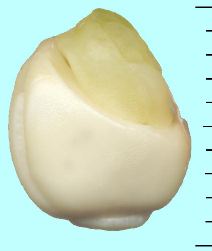 Citrus tankan ^J q