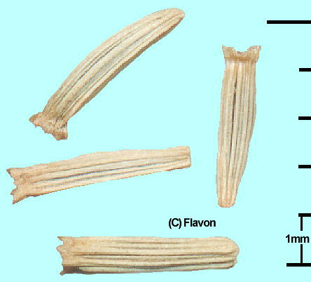 Telekia speciosa (Seeds) eLAEXyVIT q