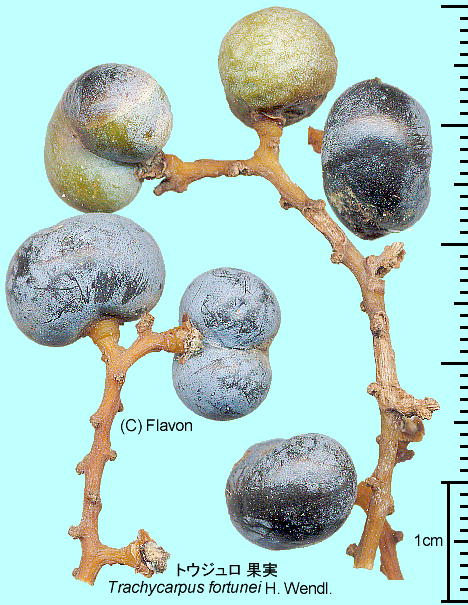 Trachycarpus wagnerianus Hort. ex Becc. gEW ʎ