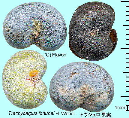 Trachycarpus wagnerianus Hort. ex Becc. gEW ʎ