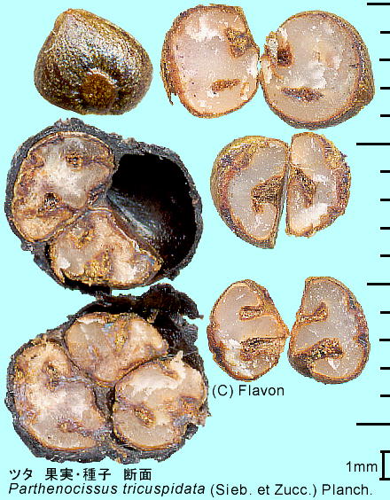 Parthenocissus tricuspidata (Sieb. et Zucc.) Planch. c^ q̒f