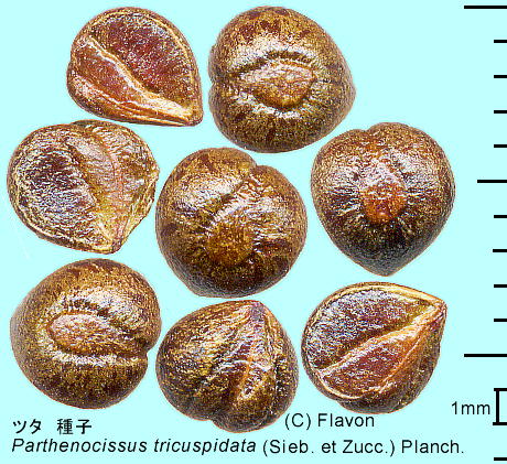 Parthenocissus tricuspidata (Sieb. et Zucc.) Planch. c^ q