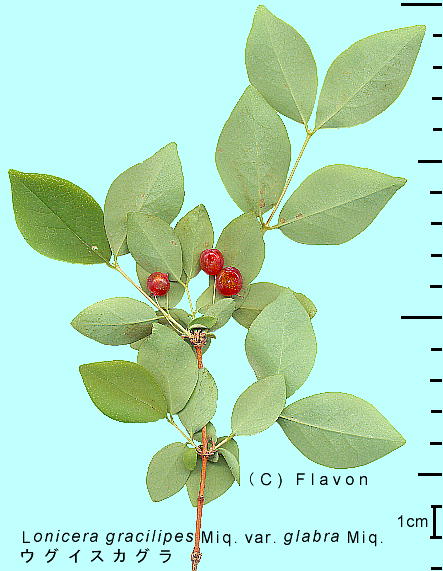 Lonicera gracilipes Miq. var. glabra Miq. EOCXJO ʂ}t