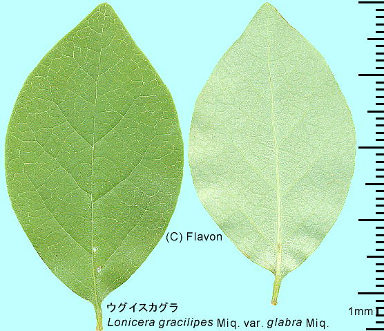 Lonicera gracilipes Miq. var. glabra Miq. EOCXJO t