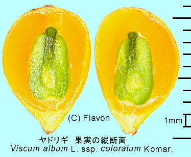 Viscum album L. subsp. coloratum Komar. hM ʎ̎qicfʁj