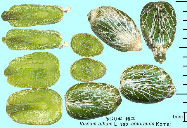 Viscum album L. subsp. coloratum Komar. hM q