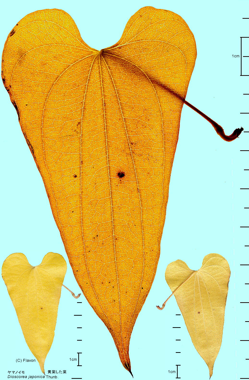 Dioscorea japonica Thunb. }mC ttEt