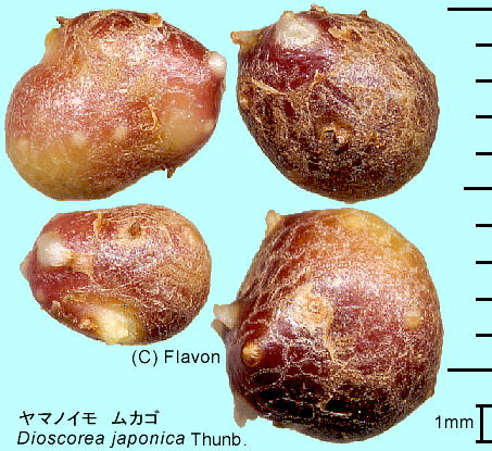 Dioscorea japonica Thunb. }mC JS