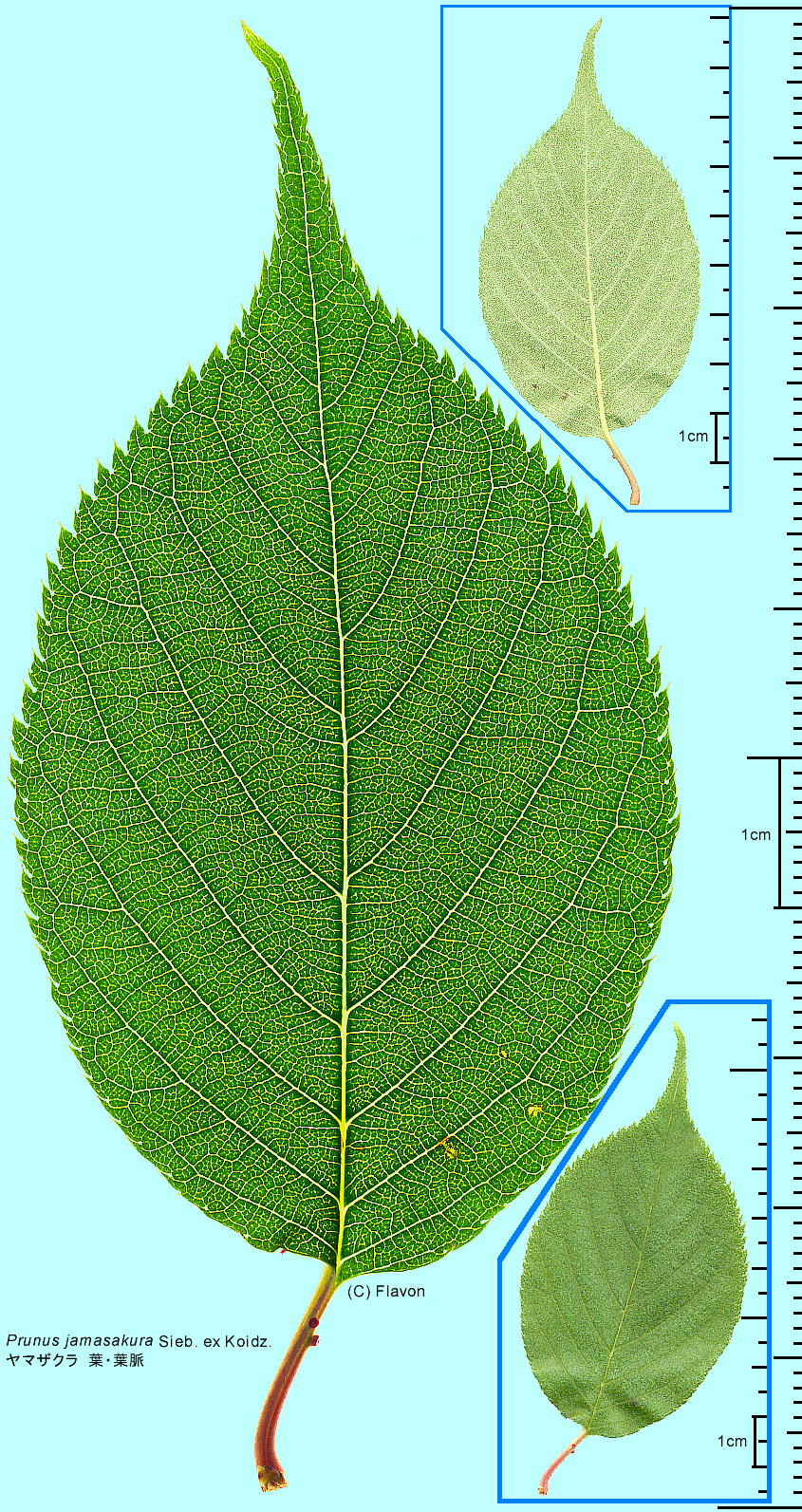 Cerasus jamasakura (Siebold ex Koidz.) H.Ohba }UN t