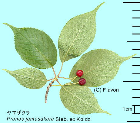 Cerasus jamasakura (Siebold ex Koidz.) H.Ohba }UN t ʂ}