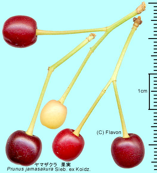 Cerasus jamasakura (Siebold ex Koidz.) H.Ohba }UN ʎ