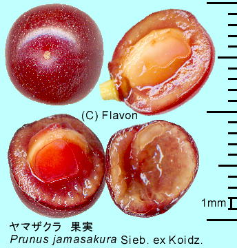 Cerasus jamasakura (Siebold ex Koidz.) H.Ohba }UN ʎ