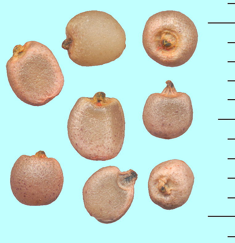 Arisaema sikokianum (Seeds) L`\E q
