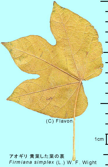 Firmiana simplex (L.) W.F.Wight AIM tt̗