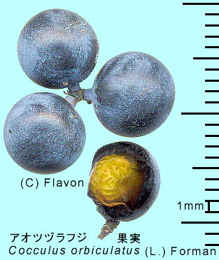 Cocculus trilobus (Thunb.) DC. AIcdtW ʎ