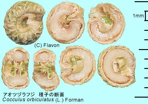 Cocculus trilobus (Thunb.) DC. AIcdtW q̒f