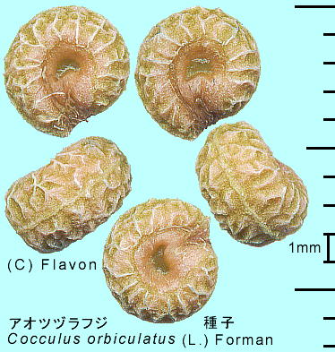 Cocculus trilobus (Thunb.) DC. AIcdtW q