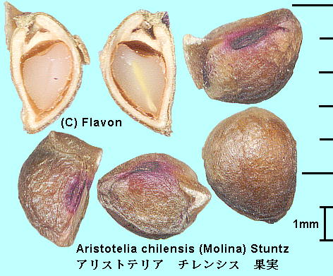 Aristotelia chilensis (Molina) Stuntz AXgeAE`VX Fruits ʎijʁj