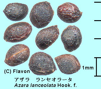 Azara lanceolata Hook.f. AUEZI[^ Seeds q