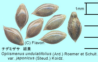 Oplismenus undulatifolius (Ard.) Roemer et Schult. チヂミザサ 穎果
