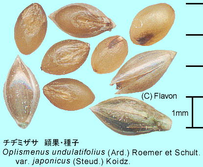 Oplismenus undulatifolius (Ard.) Roemer et Schult. `a~UT nʁEq