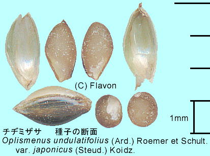 Oplismenus undulatifolius (Ard.) Roemer et Schult. `a~UT nʁEq