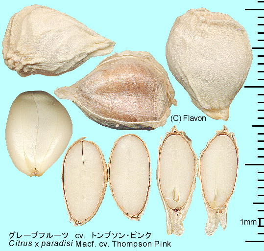 Citrus X paradisi Macf. cv. Thompson Pink O[vt[c cv. gv\EsN q