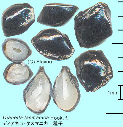 Dianella tasmanica Hook.f. fBAlE^X}jJ q