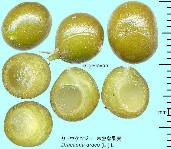 Dracaena draco (L.) L. EPcW nȉʎ