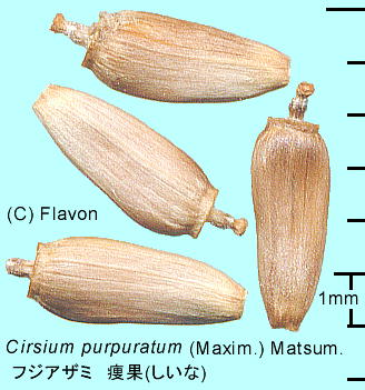 Cirsium purpuratum フジアザミ 痩果