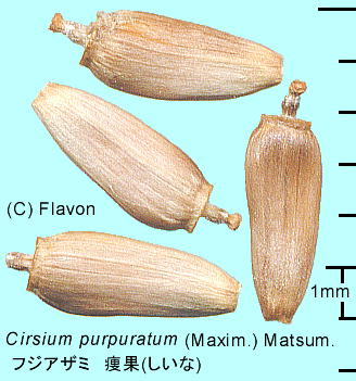 Cirsium purpuratum tWAU~ 