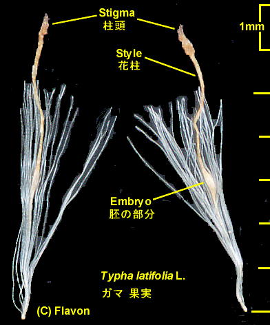 Typha latifolia L. K} ʎ