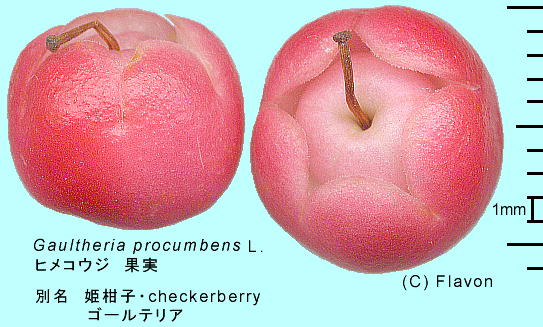 Gaultheria procumbens L. qREW ʎ