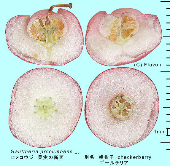 Gaultheria procumbens L. qREW ʎ̒f