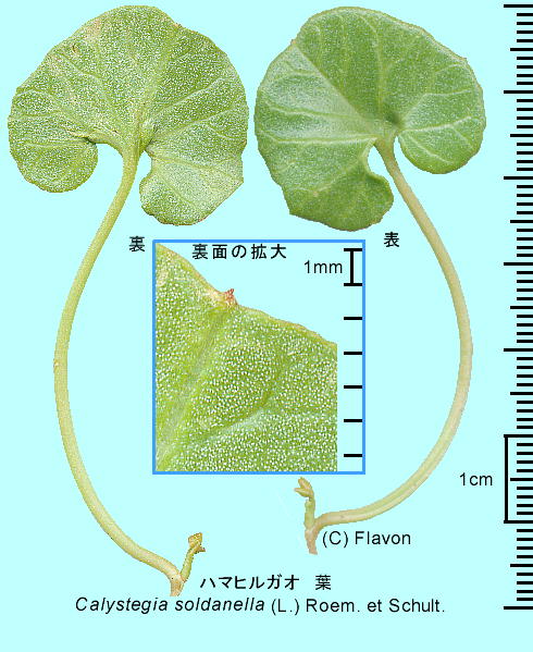 Calystegia soldanella (L.) Roem. et Schult. n}qKI t