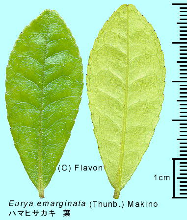 Eurya emarginata (Thunb.) Makino n}qTJL t