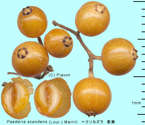 Paederia scandens (Lour.) Merrill wN\JY ʎ