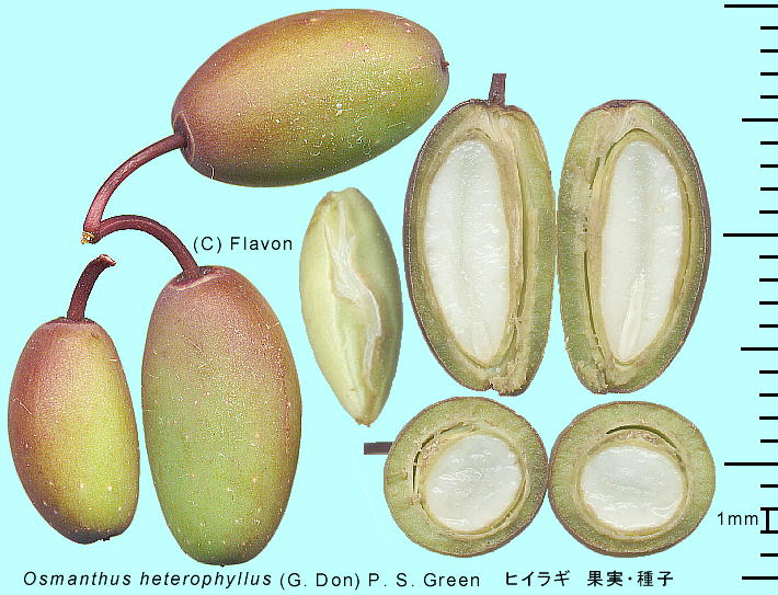 Osmanthus heterophyllus (G. Don) P.S.Green qCM ʎEq