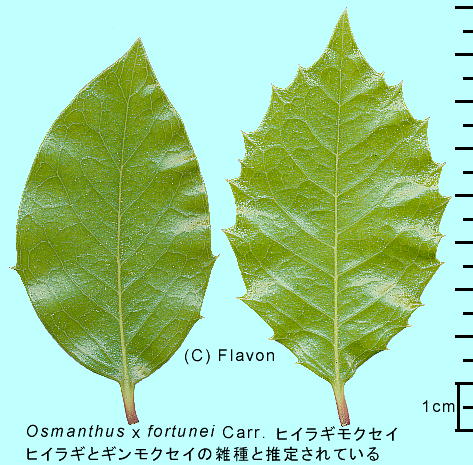 Osmanthus X fortunei Carr. ヒイラギモクセイ 葉