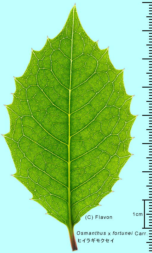 Osmanthus X fortunei Carr. ヒイラギモクセイ 葉脈