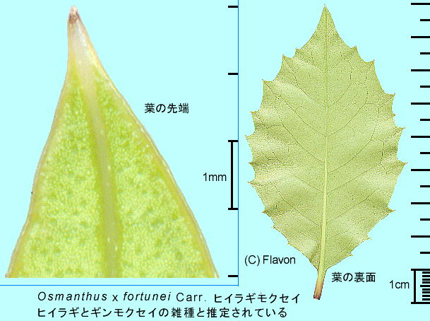 Osmanthus X fortunei Carr. ヒイラギモクセイ 葉