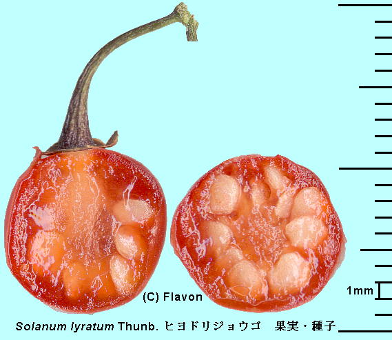 Solanum lyratum Thunb. qhWES ʎ̏cf