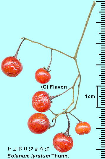 Solanum lyratum Thunb. qhWES ʎ