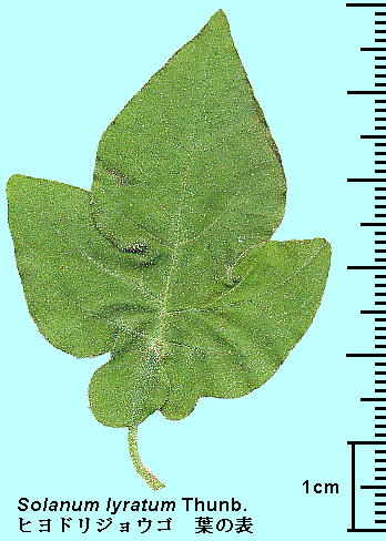 Solanum lyratum Thunb. qhWES t̕\